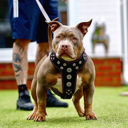 ''Bijou'' harness Black & Pink for big dogs for sale - High quality Harnesses | Mufaal.com
