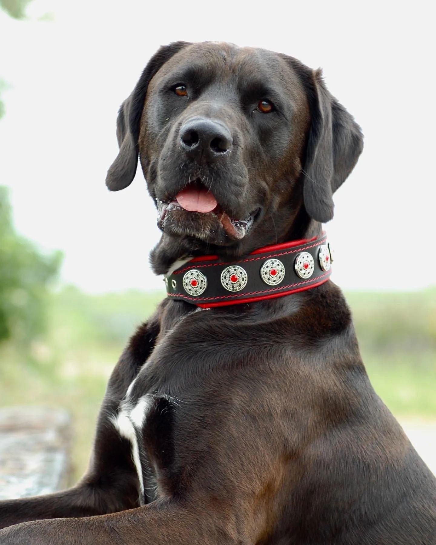 Luxury Leather Dog Collar with Rhinestones – Handmade Padded Designer Collar for S for sale - High quality Collars | Mufaal.com
