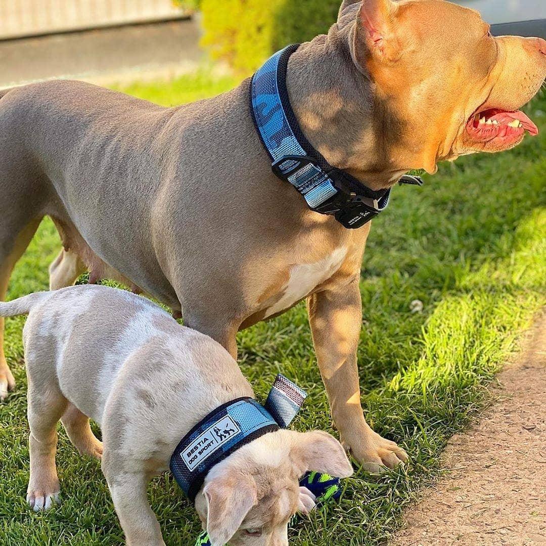 BESTIA DOG SPORT FAST RELEASE COLLAR BLUE for sale - High quality Training gear | Mufaal.com