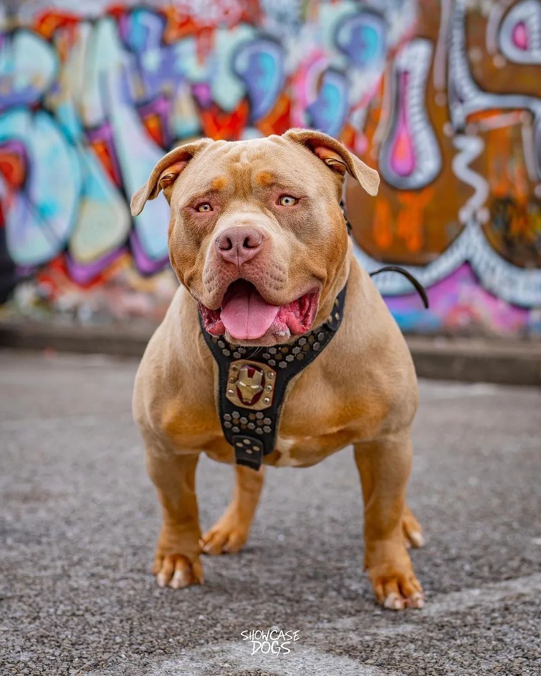 Irondog Harness for sale - High quality Harnesses | Mufaal.com