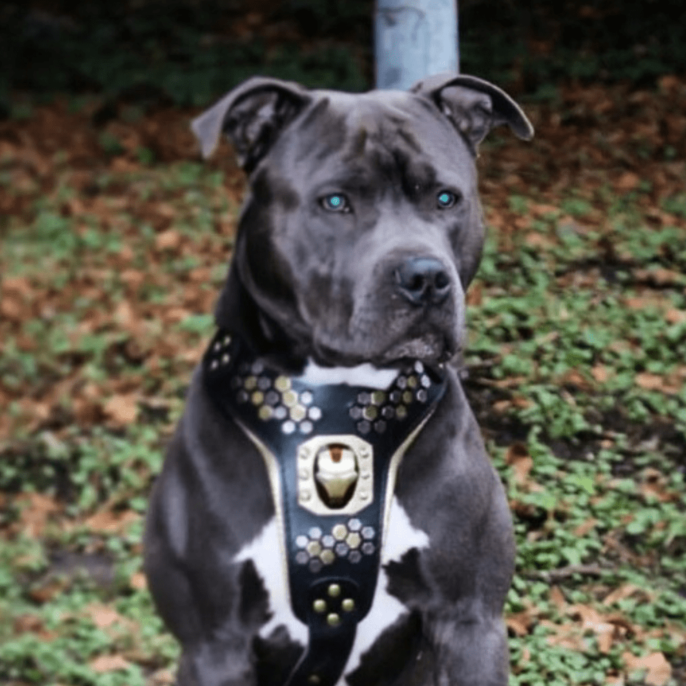 Irondog Harness for sale - High quality Harnesses | Mufaal.com