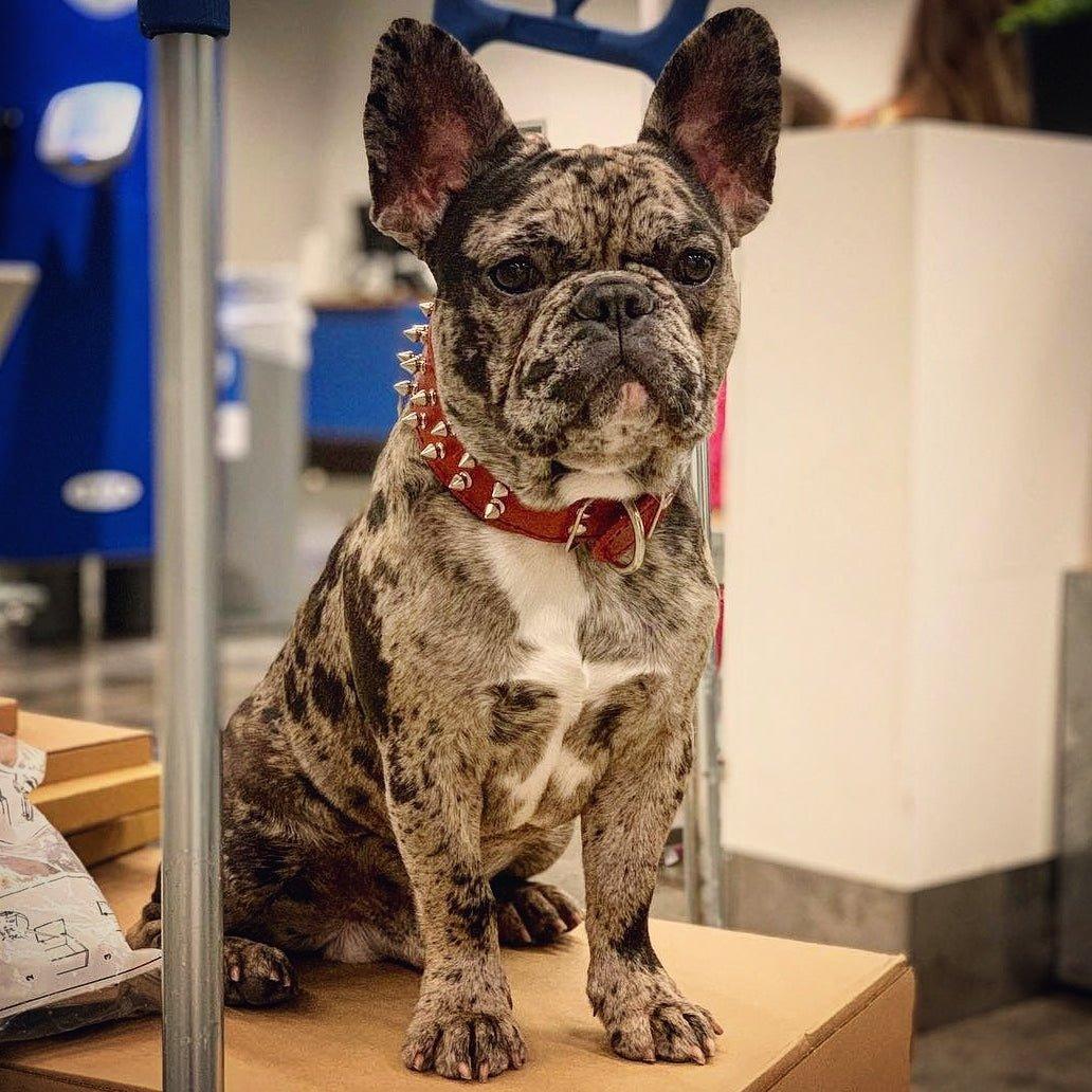 Red "Frenchie" collar for sale - High quality Collars | Mufaal.com