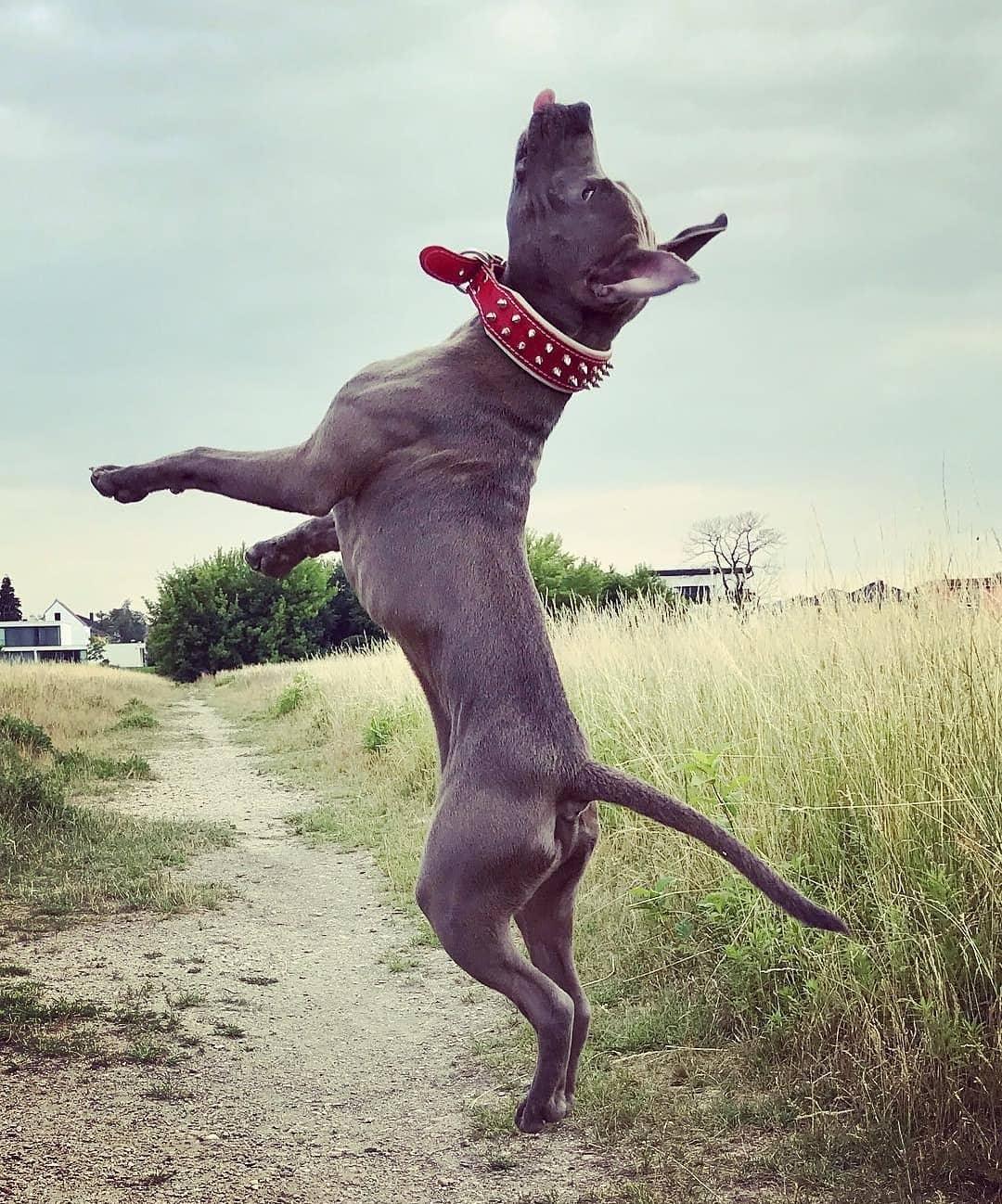 Red "Frenchie" collar for sale - High quality Collars | Mufaal.com