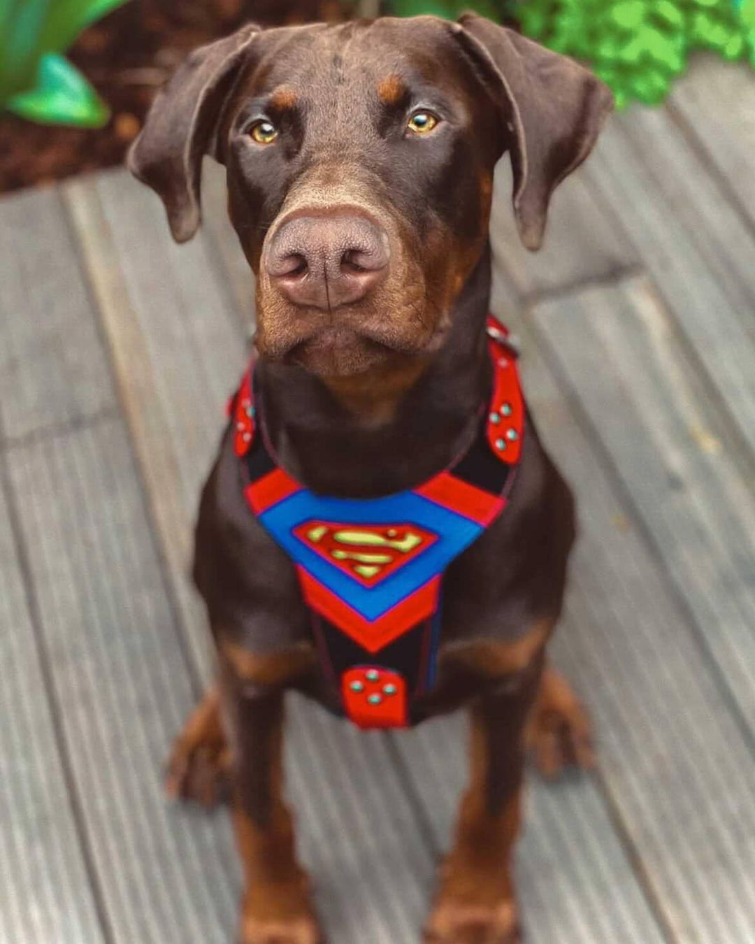 Superdog Harness for sale - High quality Harnesses | Mufaal.com