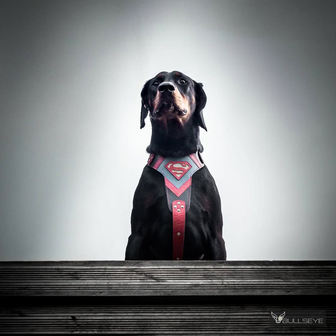 Superdog Harness for sale - High quality Harnesses | Mufaal.com