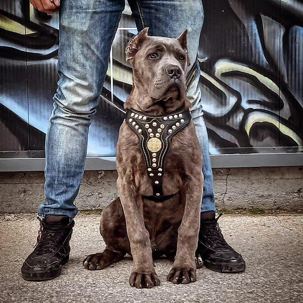 The ''Maximus'' harness V2 Medium Size for sale - High quality Harnesses | Mufaal.com