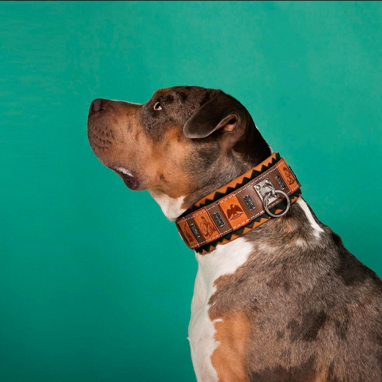 The ''SPQR'' Dog Collar for sale - High quality Collars | Mufaal.com