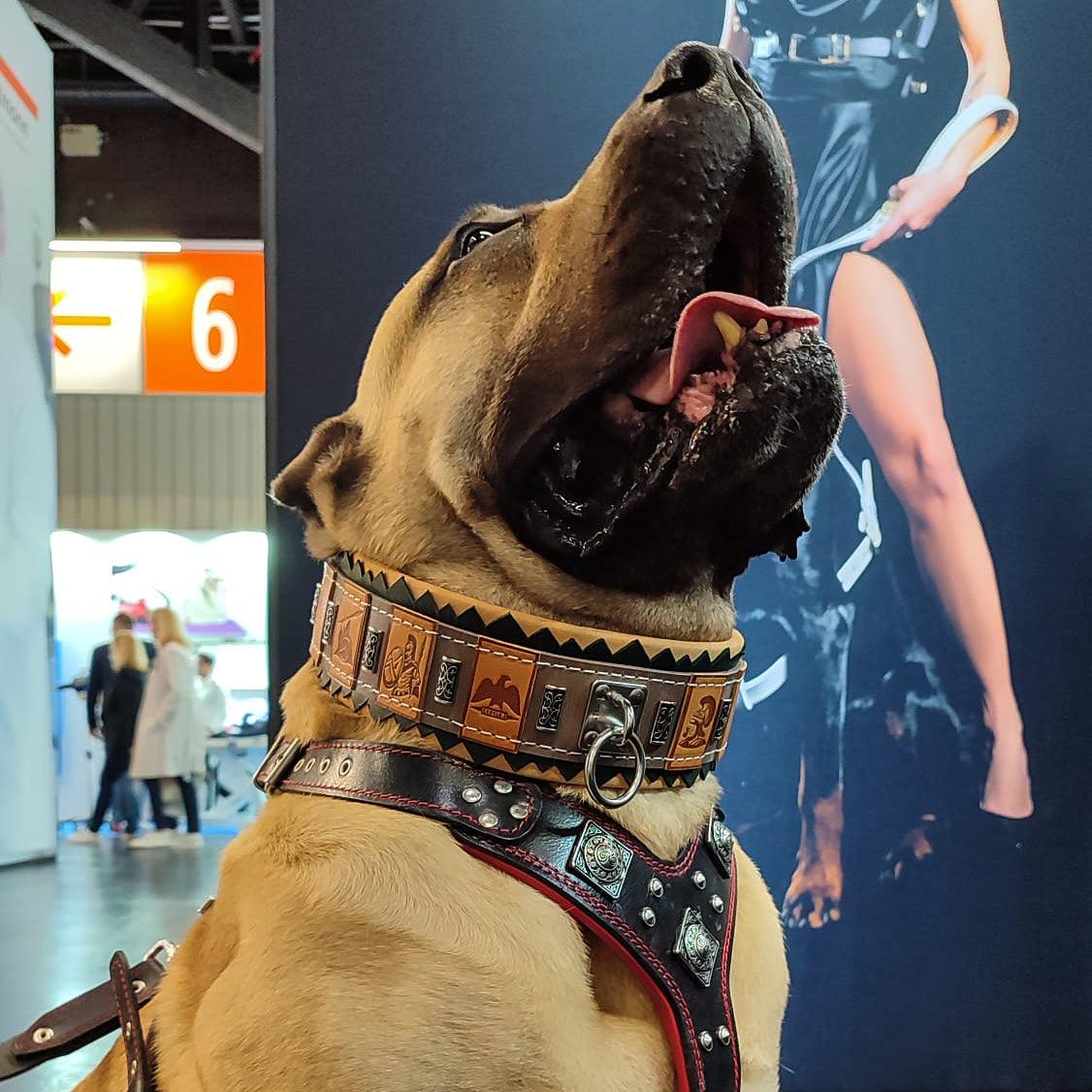 The ''SPQR'' Dog Collar for sale - High quality Collars | Mufaal.com